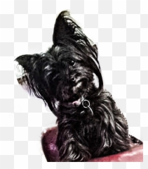 Jinx Miki Restinpeace Freetoedit - Chinese Crested Dog Emoji