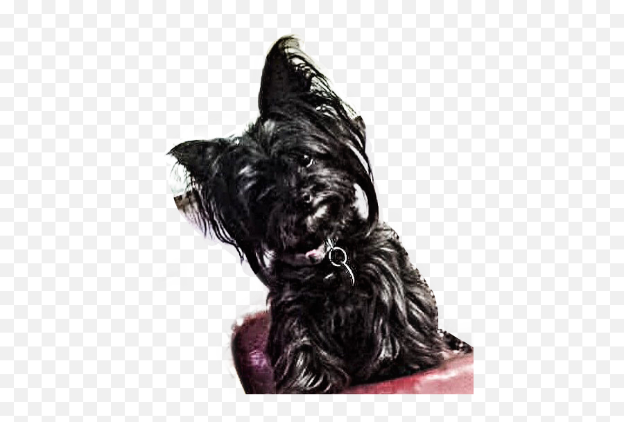 Jinx Miki Restinpeace Freetoedit - Chinese Crested Dog Emoji,Scottish Terrier Emoji