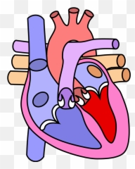 Heart Normal - Circulatory System Heart Drawings Emoji,Double Hearts Emoji