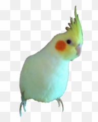 Cockatiel Parrot - Budgie Emoji,Cockatiel Emoji