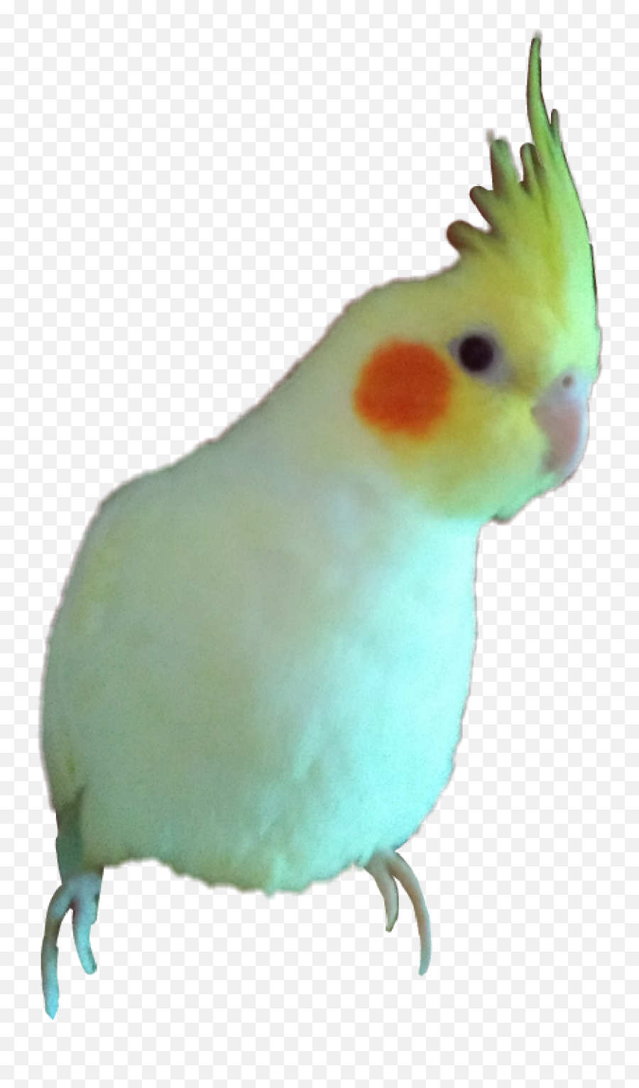 Cockatiel Parrot - Budgie Emoji,Cockatiel Emoji