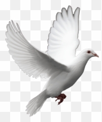 Top Wolf Au Stickers for Android u0026 iOS Gfycat - Transparent Funeral Dove Png Emoji