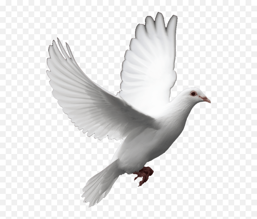 Top Wolf Au Stickers For Android U0026 Ios Gfycat - Transparent Funeral Dove Png Emoji,Serious Emoji