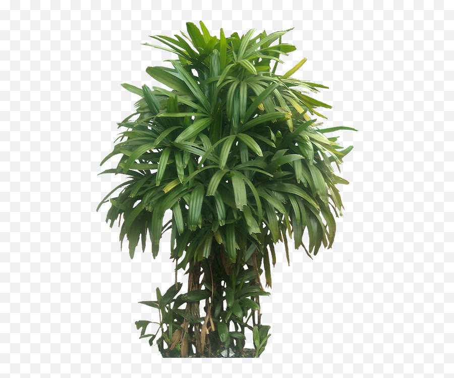 Download Hd Pin By Putichai Sam On Tree Cut Out Cambodian - Air Purifying Indoor Plants For Oxygen Emoji,Bamboo Emoji