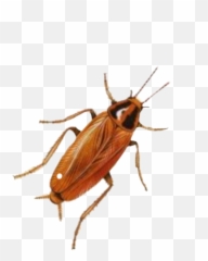 Largest Collection Of Free - Roach Emoji,Roach Emoji