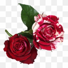 White Rose Illustrations - Flower Red And Png Emoji
