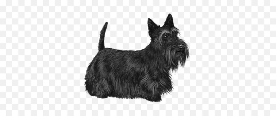 Search For - Scottish Terrier Terrier Png Emoji,Scottish Terrier Emoji