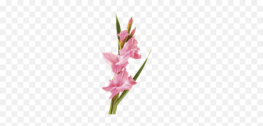 Gladiolus Flower Meaning U0026 Symbolism Teleflora - Plant That Symbolizes Optimism Emoji,Pink Flower Emoji