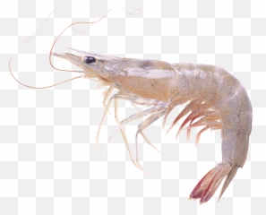 Shrimp Invertebrate Transparent u0026 PNG Clipart Free Download - Png Emoji