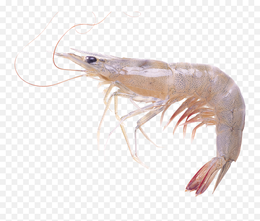 Shrimp Invertebrate Transparent U0026 Png Clipart Free Download - Shrimp Png Emoji,Emoji Tiger Shrimp