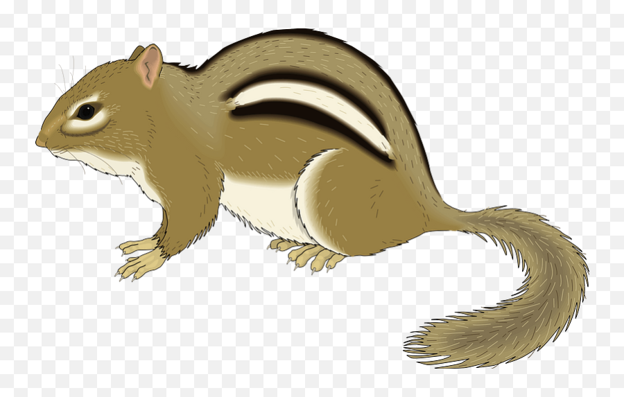 Chipmunk Clipart Free Download Transparent Png Creazilla - Chipmunk Clipart Png Emoji,Squirrel Emoji