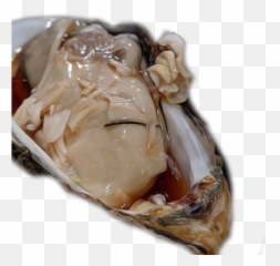 The Newest Oyster Stickers - Tiostrea Chilensis Emoji,Oyster Emoji