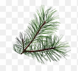 Evergreen Leaves Clipart - Pine Needles Transparent Background Emoji,Pinecone Emoji