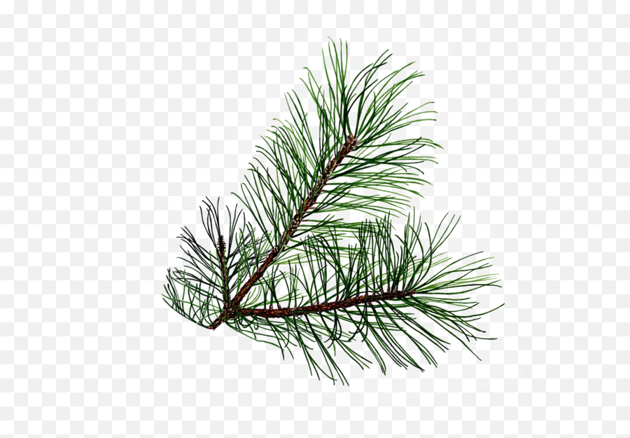 Evergreen Leaves Clipart - Pine Needles Transparent Background Emoji,Pinecone Emoji