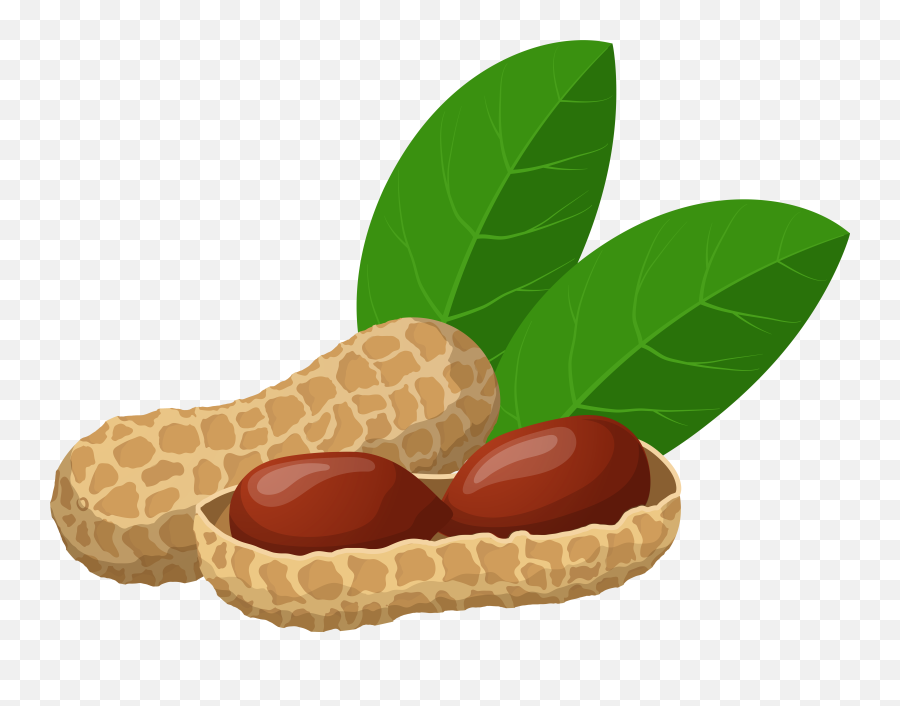 Peanuts Clip Art Web Clipart Png - Transparent Background Peanut Clipart Emoji,Peanut Emoji