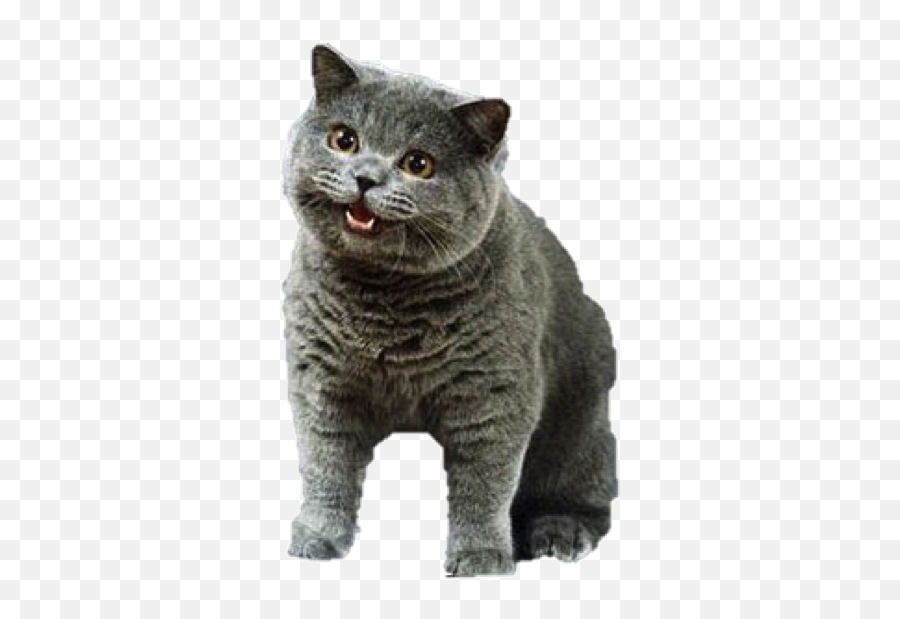 Happy Cat Png Picture - Can Has Cheezburger Emoji,Dancing Cat Emoji