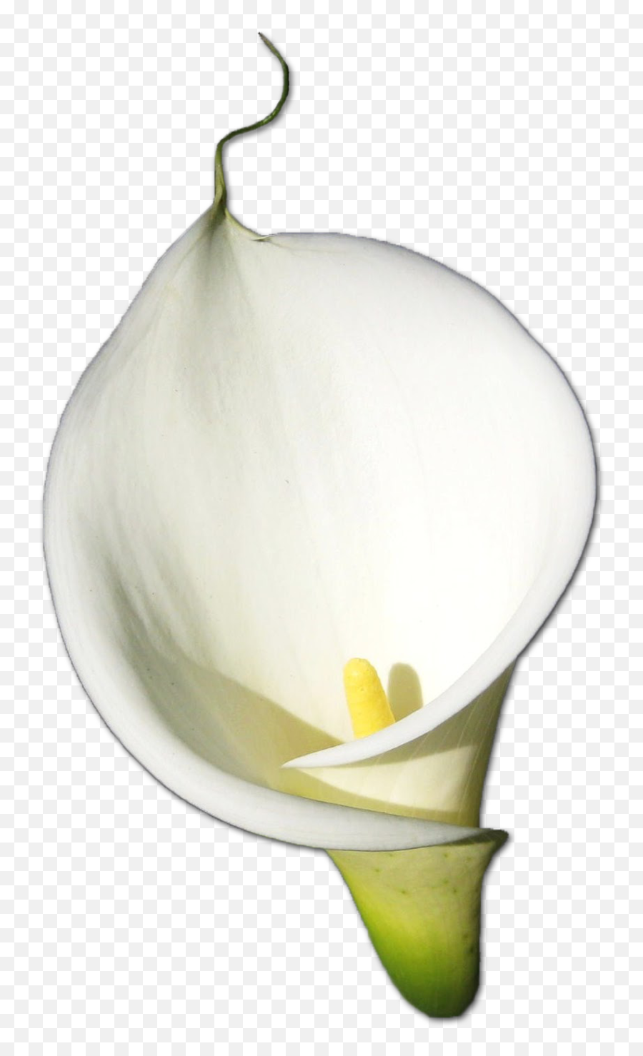 Download Free Calla Hd Icon Favicon - Png Calla Lily Emoji,Giant Eggplant Emoji