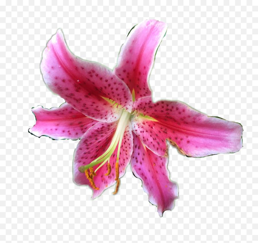 Lily Flower Pink Nature Pinkred - Stargazer Lily Emoji,Lily Flower Emoji