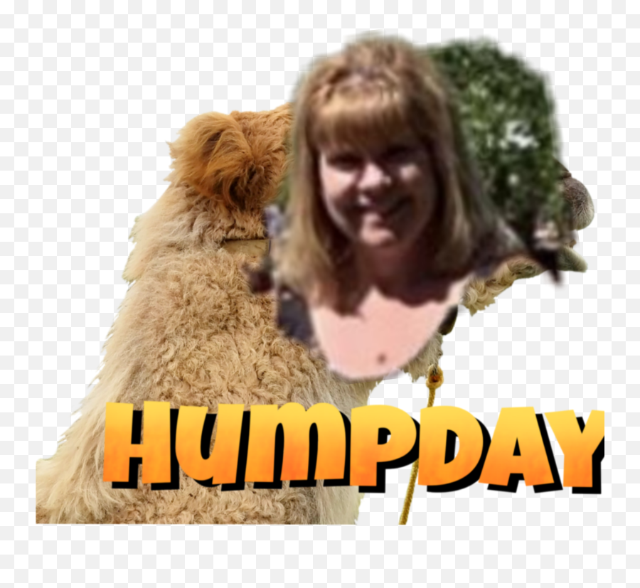Hump Day Sticker - Photo Caption Emoji,Hump Day Emoji