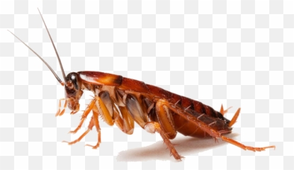 Cliparts Free Download Clip Art - Cockroaches Png Emoji,Roach Emoji