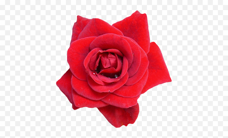Wilting Flower Clipart Png 50 Big Photos Free Wfcp - Red Rose Png Emoji,Wilted Rose Emoji
