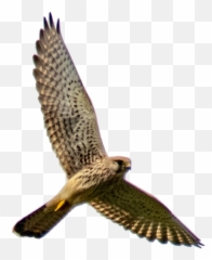 Freetoedit Falcon Bird Birdofprey Flying - Harrier Emoji