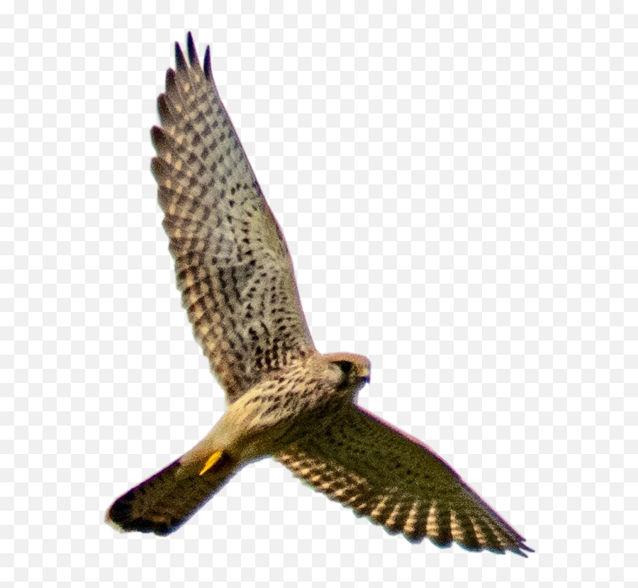 Freetoedit Falcon Bird Birdofprey Flying - Harrier Emoji,Falcon Emoji
