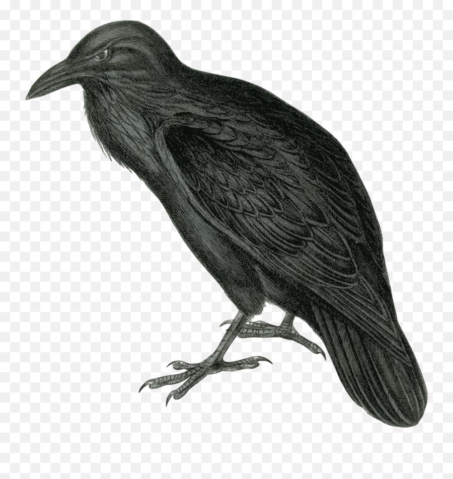 Raven Png Public Domain U0026 Free Raven Public Domainpng - Raven With Crown Tattoo Emoji,Crow Emoji