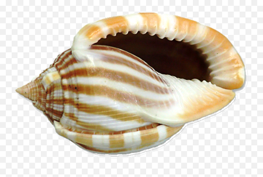 Free Transparent Seashells Download Free Clip Art Free - Png Shells Emoji,Shell Emoji