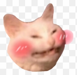 happy excited blushing cute Sticker by cutecat3202 - Blushing Cat Discord Emoji