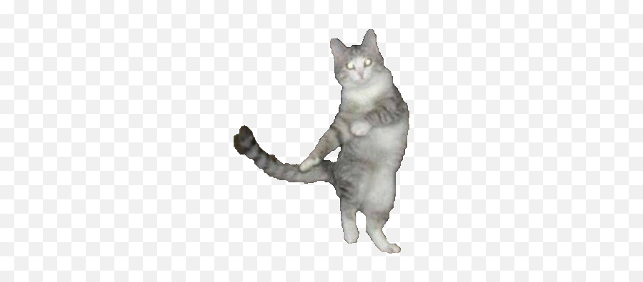 Chat Log - Dancing Cat Gif Transparent Emoji,Dancing Cat Emoji