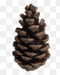 Pine Png And Vectors For Free Download - Corsican Pine Cone Png Emoji,Pinecone Emoji