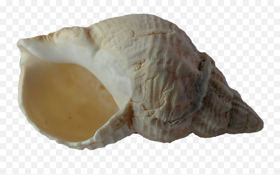 Sea Shell Clam - Conchiglie Di Mare Png Emoji,Conch Shell Emoji