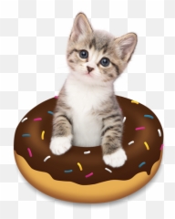 Doughnut Kitten - Kitten Emoji,Kitten Emoji