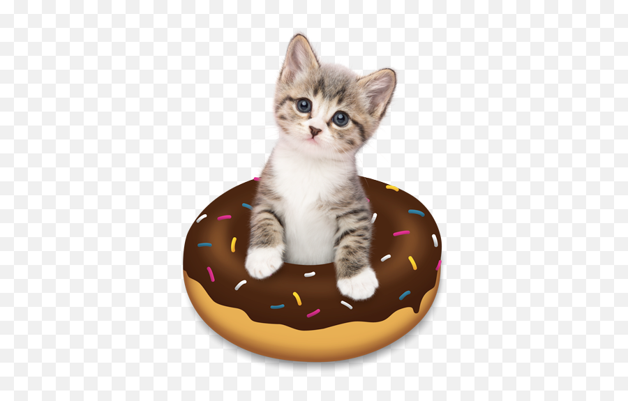 Doughnut Kitten - Kitten Emoji,Kitten Emoji