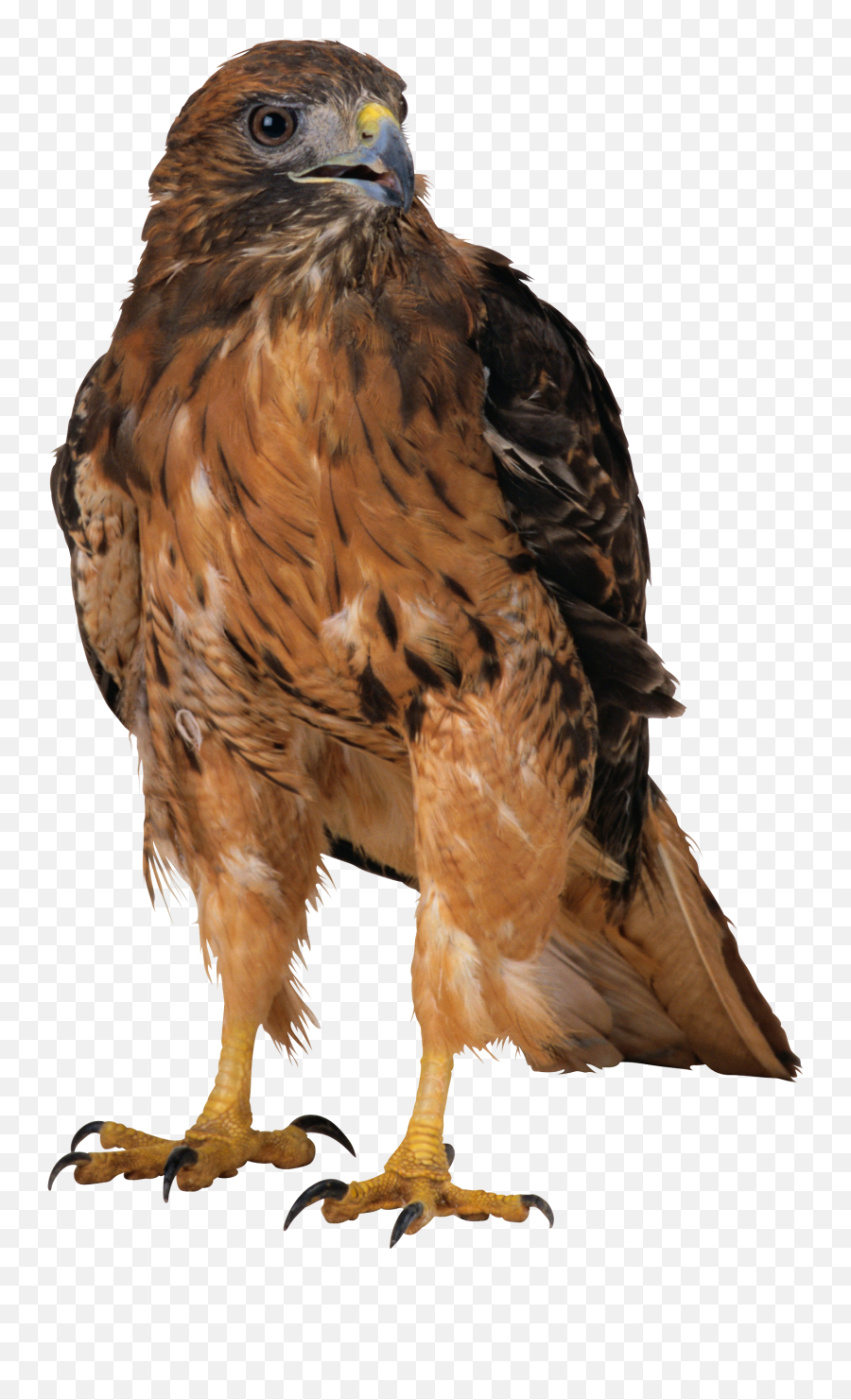 The Most Edited Falcon Picsart Emoji,Falcon Emoji