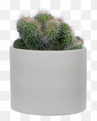 Opuntia Emerald Wave S Ally - Mae Plantsome Cylinder Emoji,Succulent Emoji