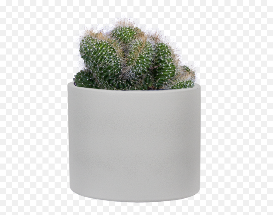 Opuntia Emerald Wave S Ally - Mae Plantsome Cylinder Emoji,Succulent Emoji