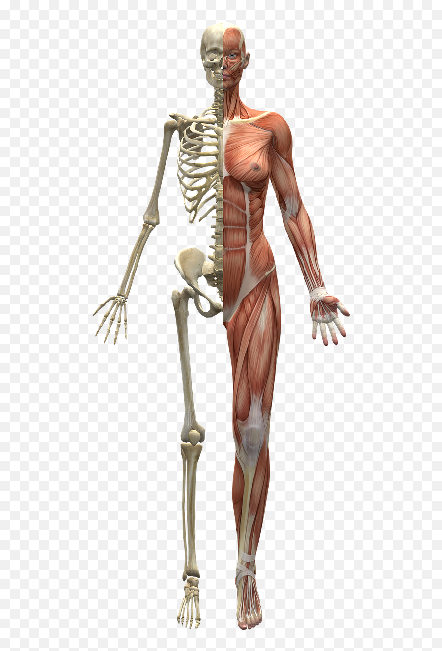 Muscles Skeleton Half Body Human Body - Half Skeleton Half Muscle Drawing Emoji,Pearl Harbor Emoji