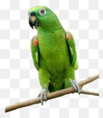 Popular And Trending Parrot Stickers - Parrot Emoji,Parrot Emoji