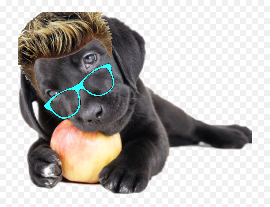 Dog Remix Hair Glasses Apple Studious - Apple Labrador Emoji,Dog Emoji Apple