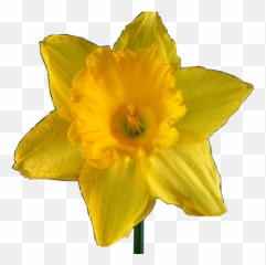 Transparent Png Images Icons And Clip Arts - Daffodils Png Emoji ...