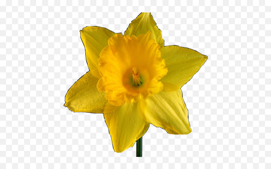 Flower Summer Daffodil Freetoedit - Narcissus Emoji,Daffodil Emoji