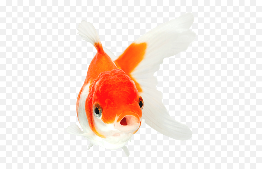 Download Orange And White Goldfish With Mouth Open Swimming - Oranda Emoji,Skull Fish Fish Emoji