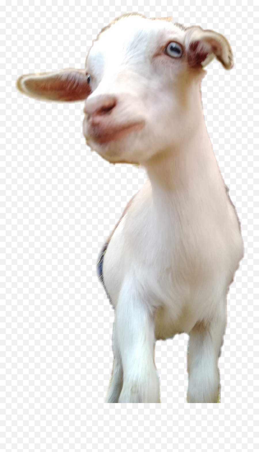 Sticker Goat Goats Goatsticker Sticker - Saanen Goat Emoji,Goat Emoji