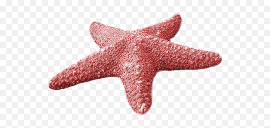 Largest Collection Of Free - Toedit Starfish Stickers Starfish Emoji,Starfish Emoji