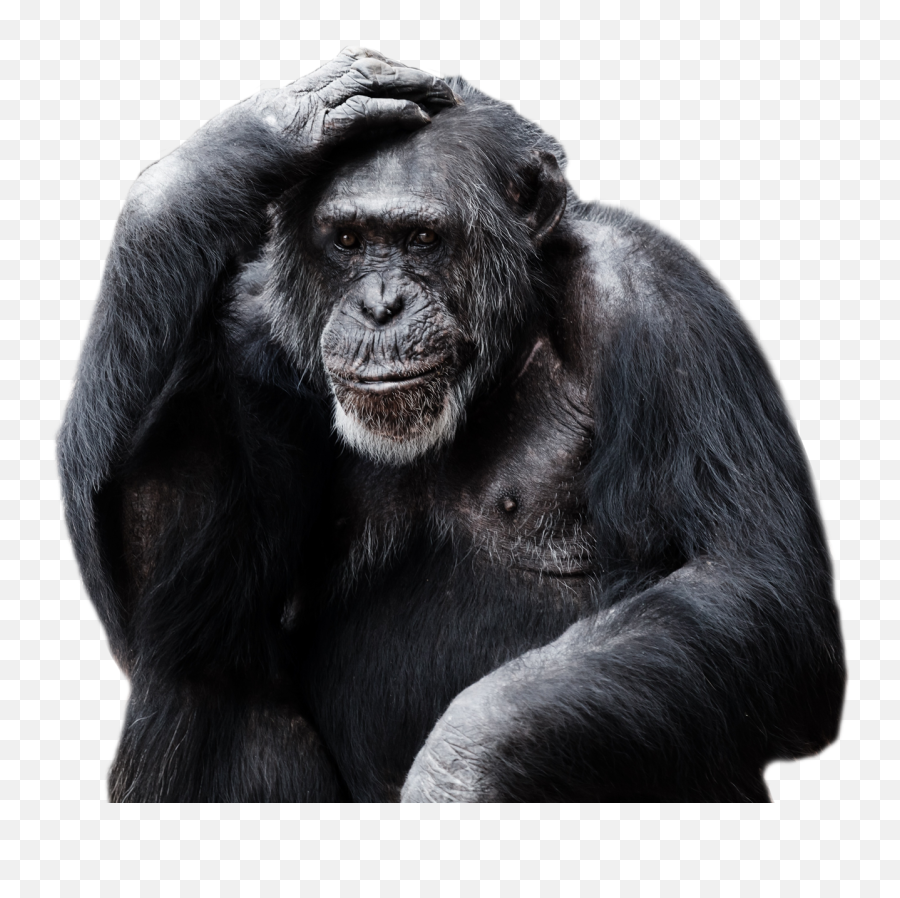 Gorilla Clipart Gorilla Face Gorilla - Chimpanzee Png Emoji,Ape Emoji