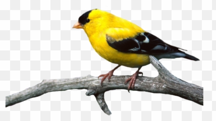 Bird - Goldfinch Png Emoji,Oriole Emoji