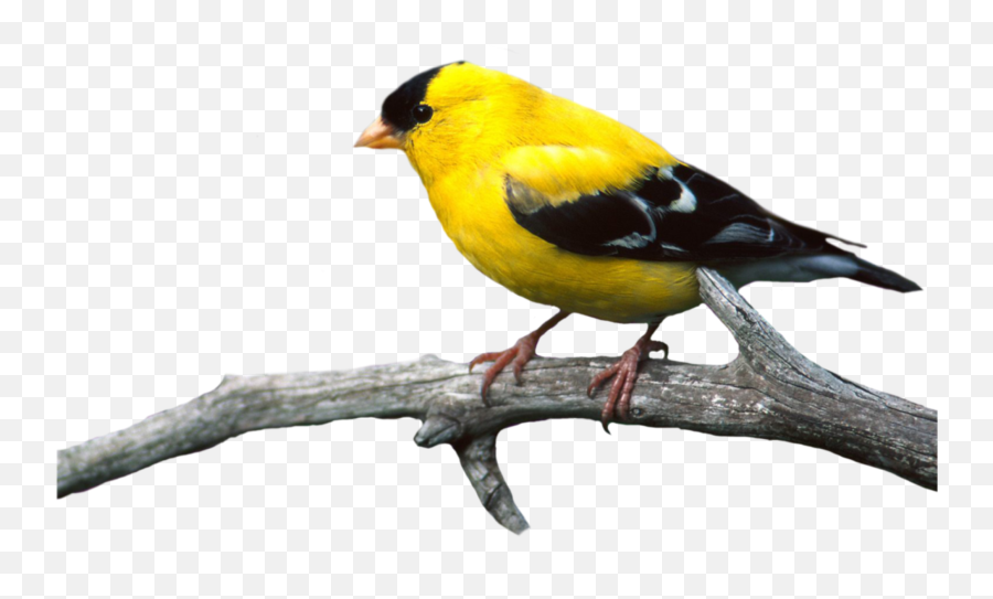 Bird - Goldfinch Png Emoji,Oriole Emoji