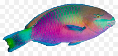 Colormehappy Fish Fishes Tropic - Tropical No Background Emoji